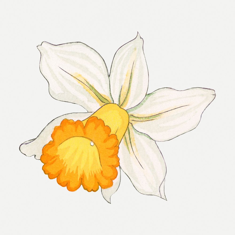 Daffodil flower collage element, vintage Japanese art psd