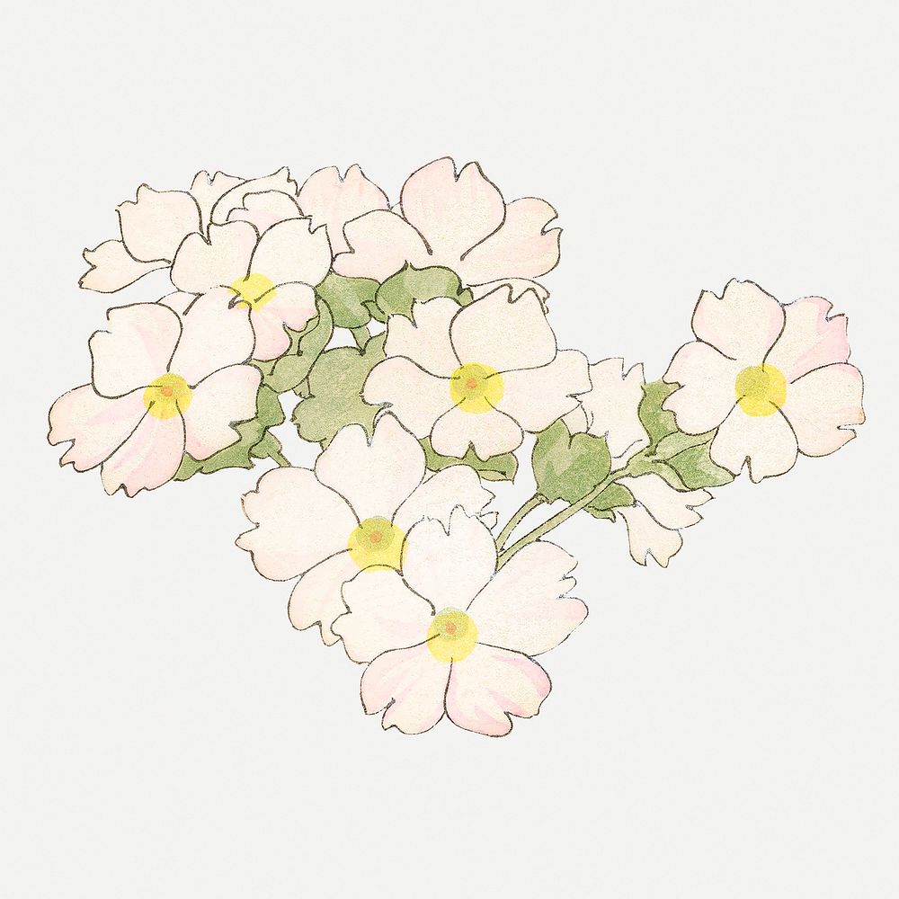 Primrose flower collage element, vintage Japanese art psd