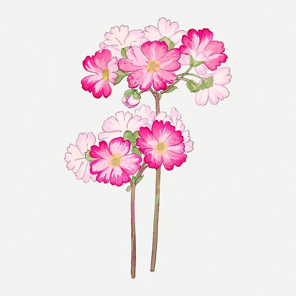 Primrose flower illustration, vintage Japanese art psd