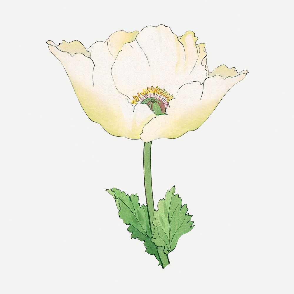 Poppy flower collage element, vintage Japanese art psd