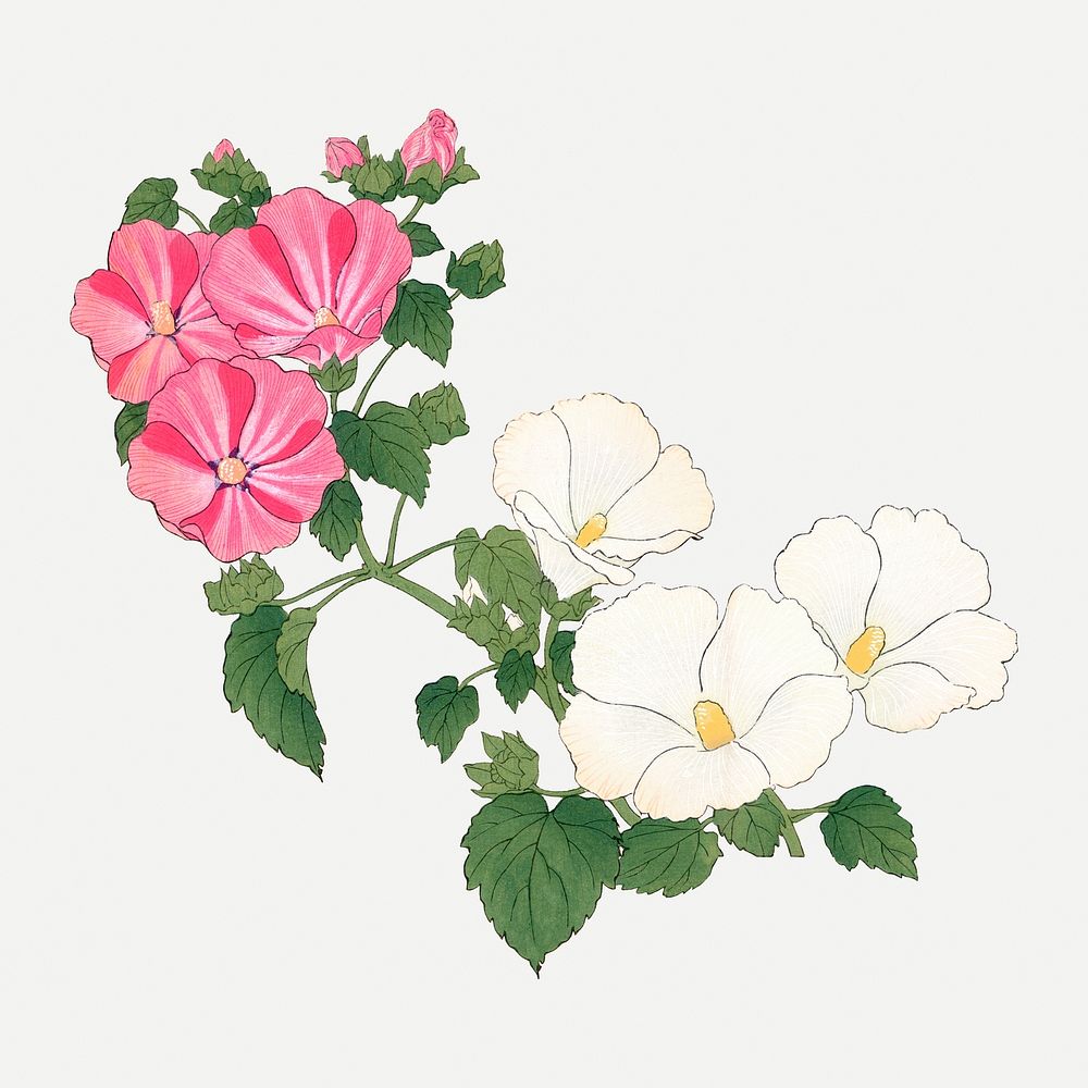 Mallow flower illustration, vintage Japanese art psd