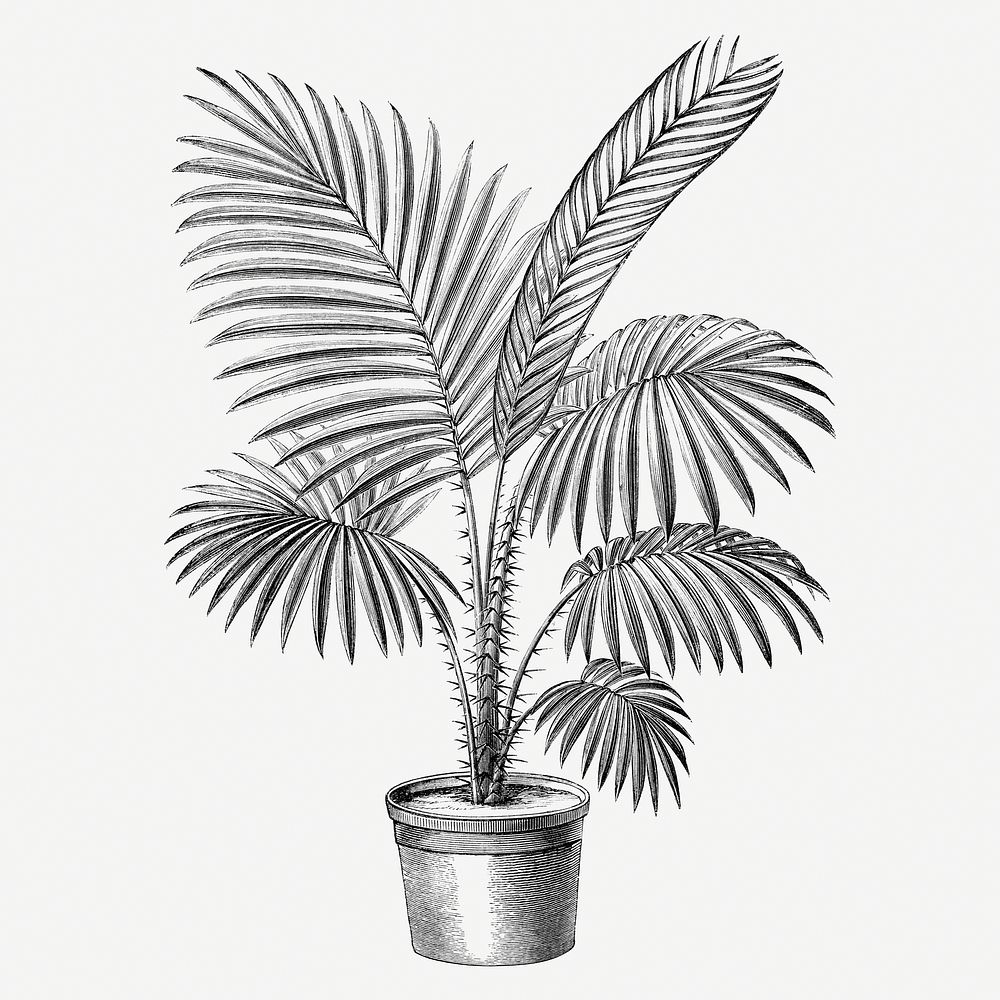 Palm tree illustration, vintage botanical drawing