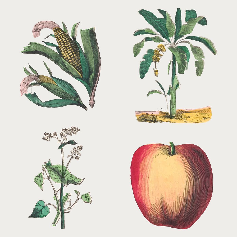 Vintage botanical vector art print set, remix from artworks by by Marcius Willson and N.A. Calkins