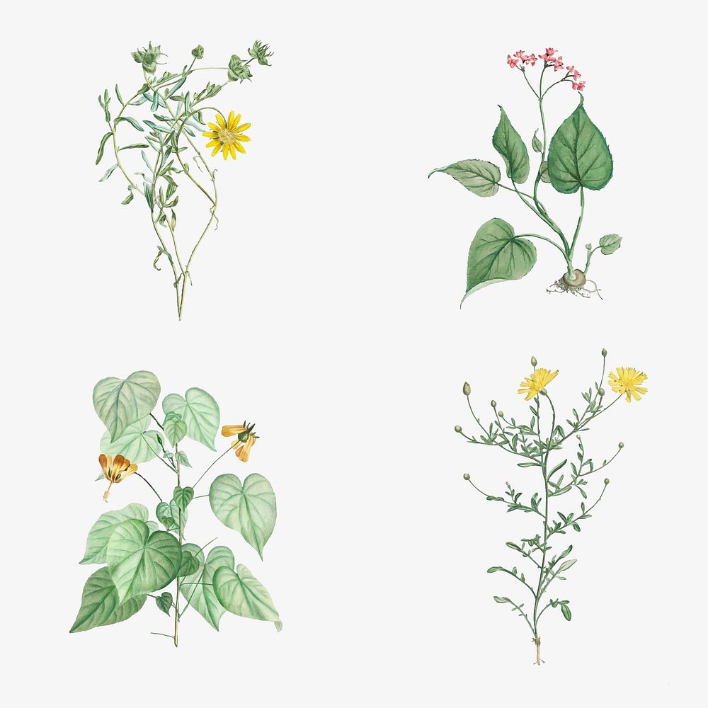 Set of antique botanical leaves vector