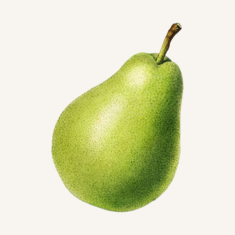 Vintage pear illustration vector. Digitally enhanced illustration from U.S. Department of Agriculture Pomological Watercolor…