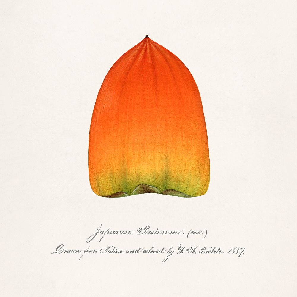Persimmon (Diospyros) (1887) byWilliam Henry Prestele. Original from U.S. Department of Agriculture Pomological Watercolor…