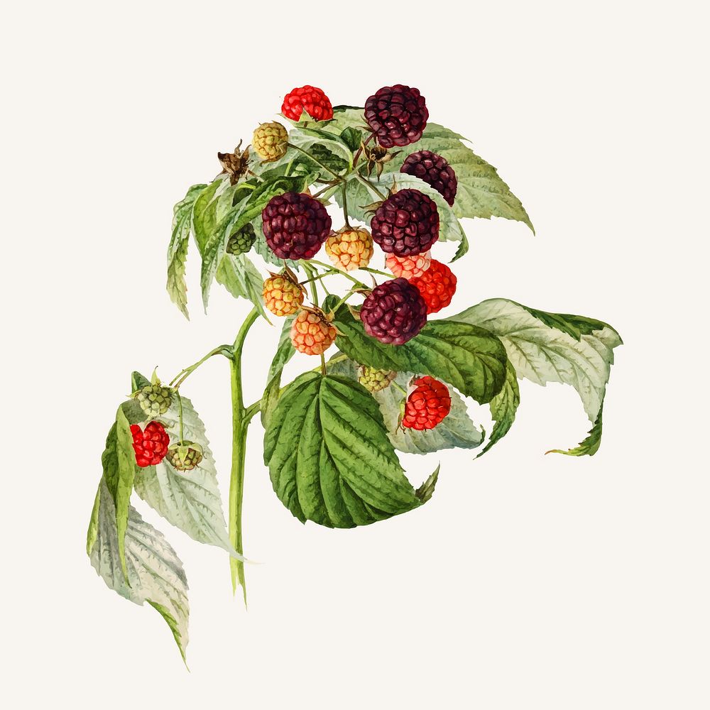Vintage branch of purple raspberry illustration vector. Digitally enhanced illustration from U.S. Department of Agriculture…
