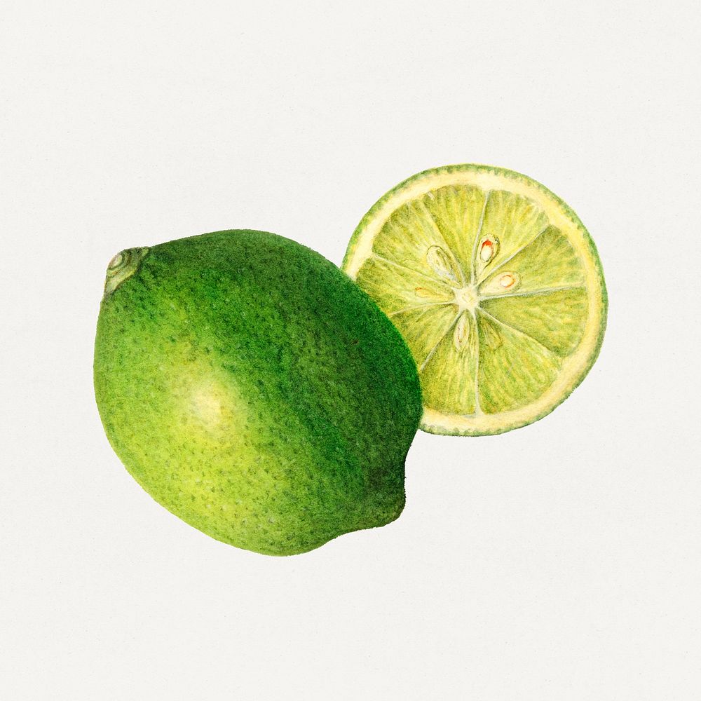 Vintage green lemons illustration mockup. Digitally enhanced illustration from U.S. Department of Agriculture Pomological…