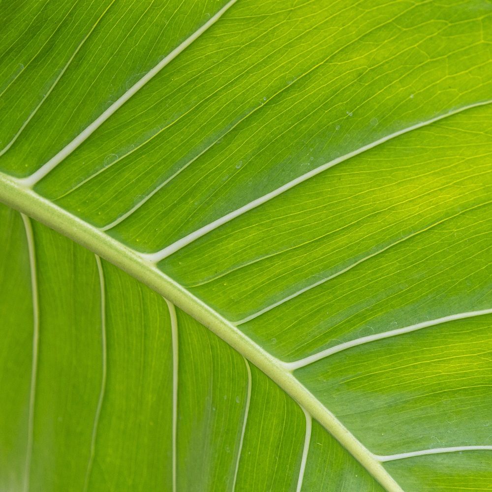 Close up of a Monstera delicosa leaf social template