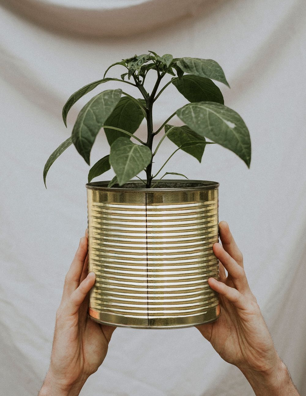 Plant in a recycled tin pot