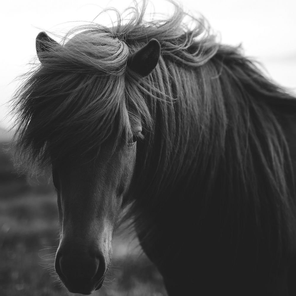 Horse in a field grayscale