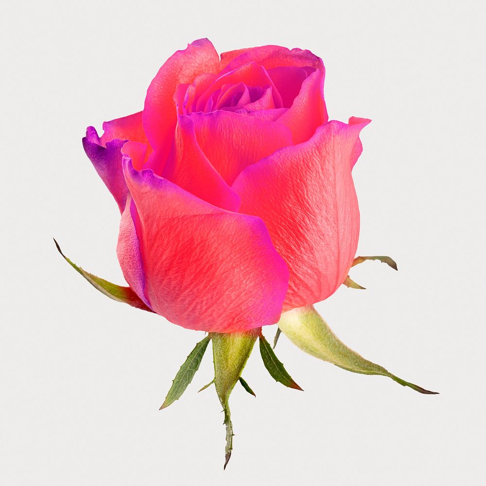 Bright pink rose flower