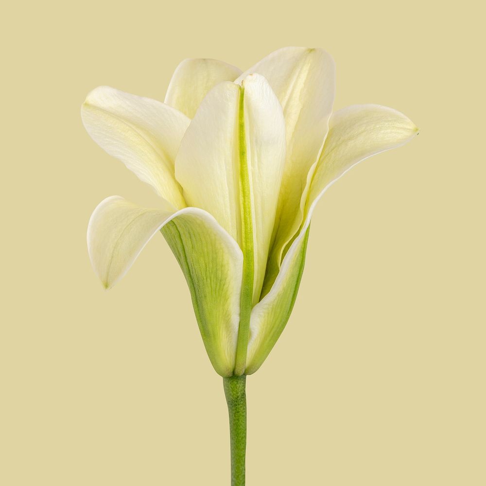 White lily flower social ads mockup