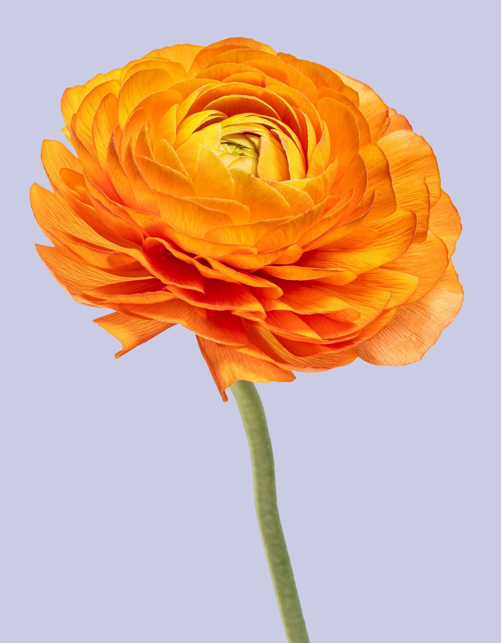 Bright orange ranunculus flower