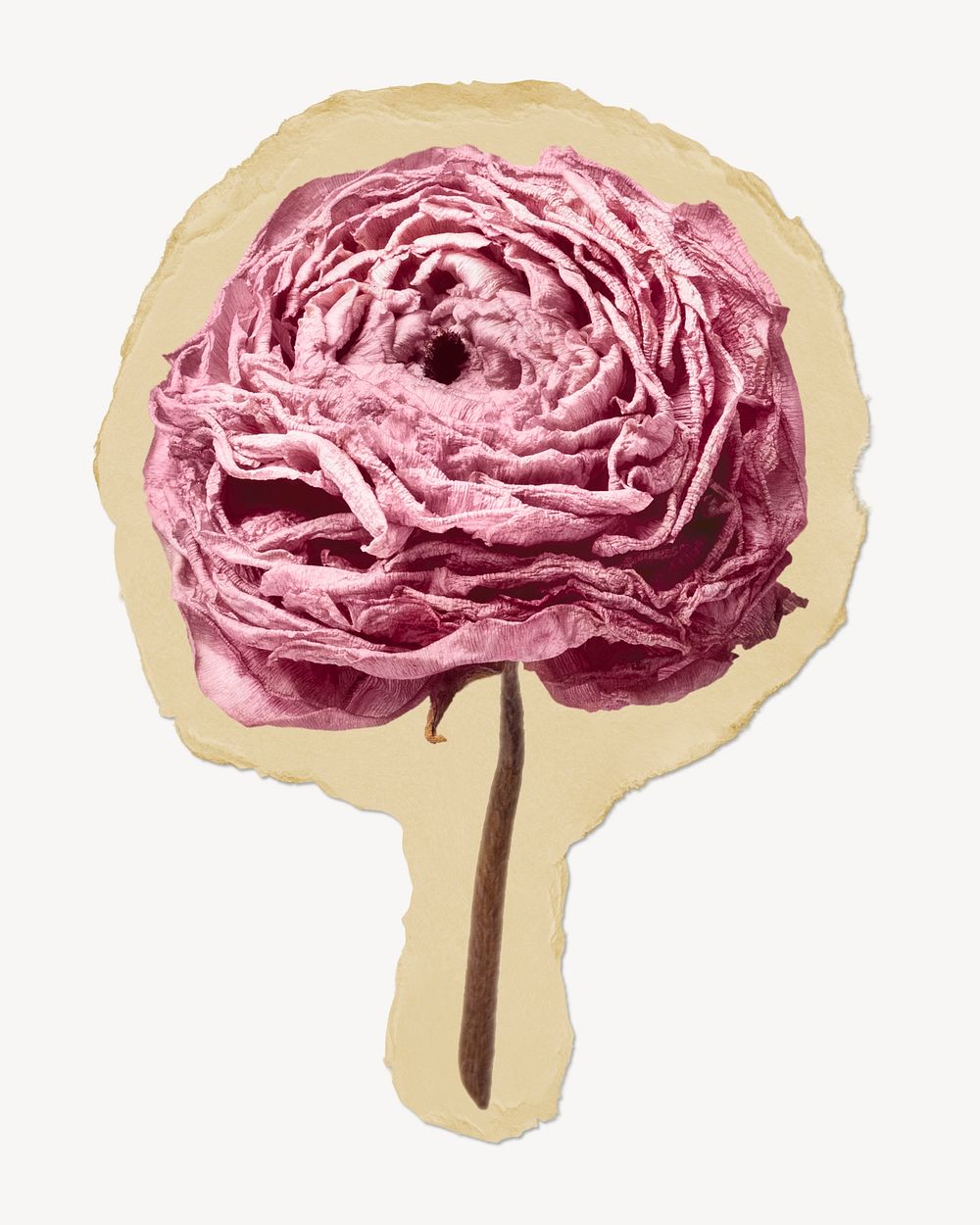 Dry ranunculus flower ripped paper, aesthetic graphic