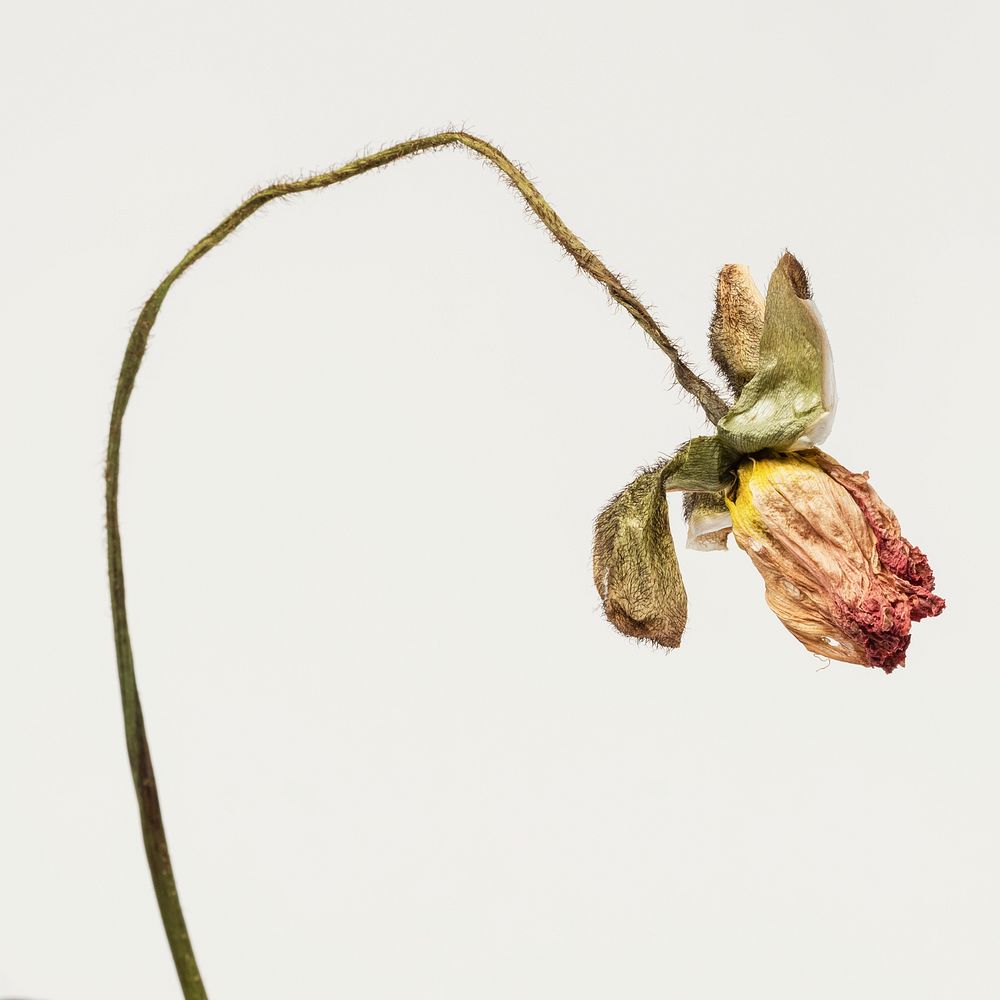 Dried poppy flower on an off white background
