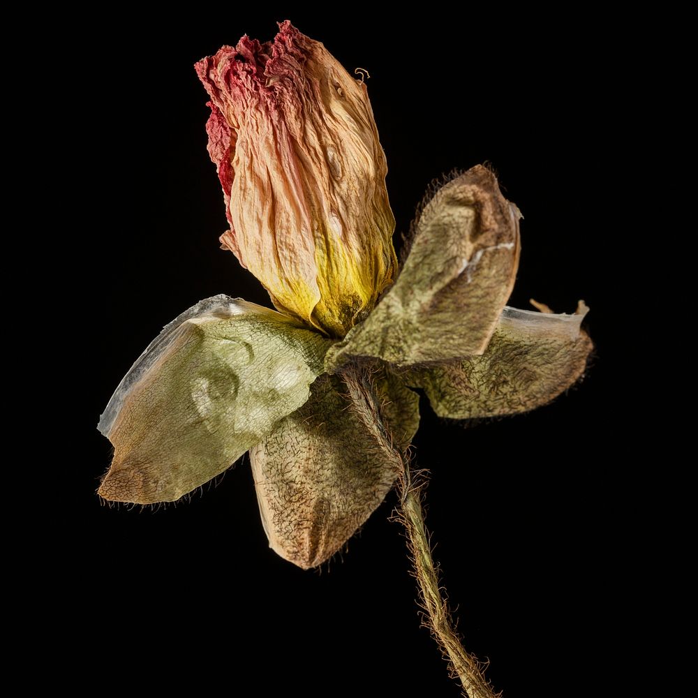 Dried poppy flower on a black background