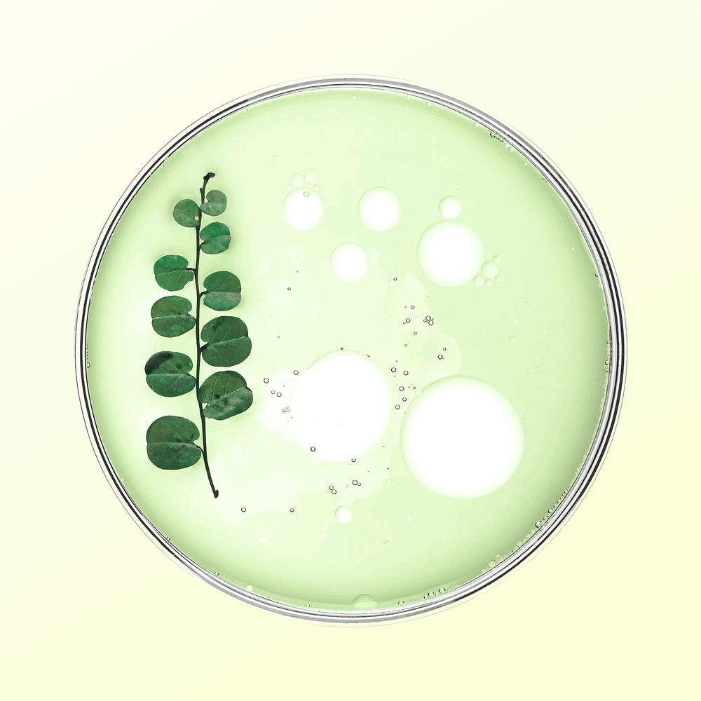 Leaf in petri dish vector natural product