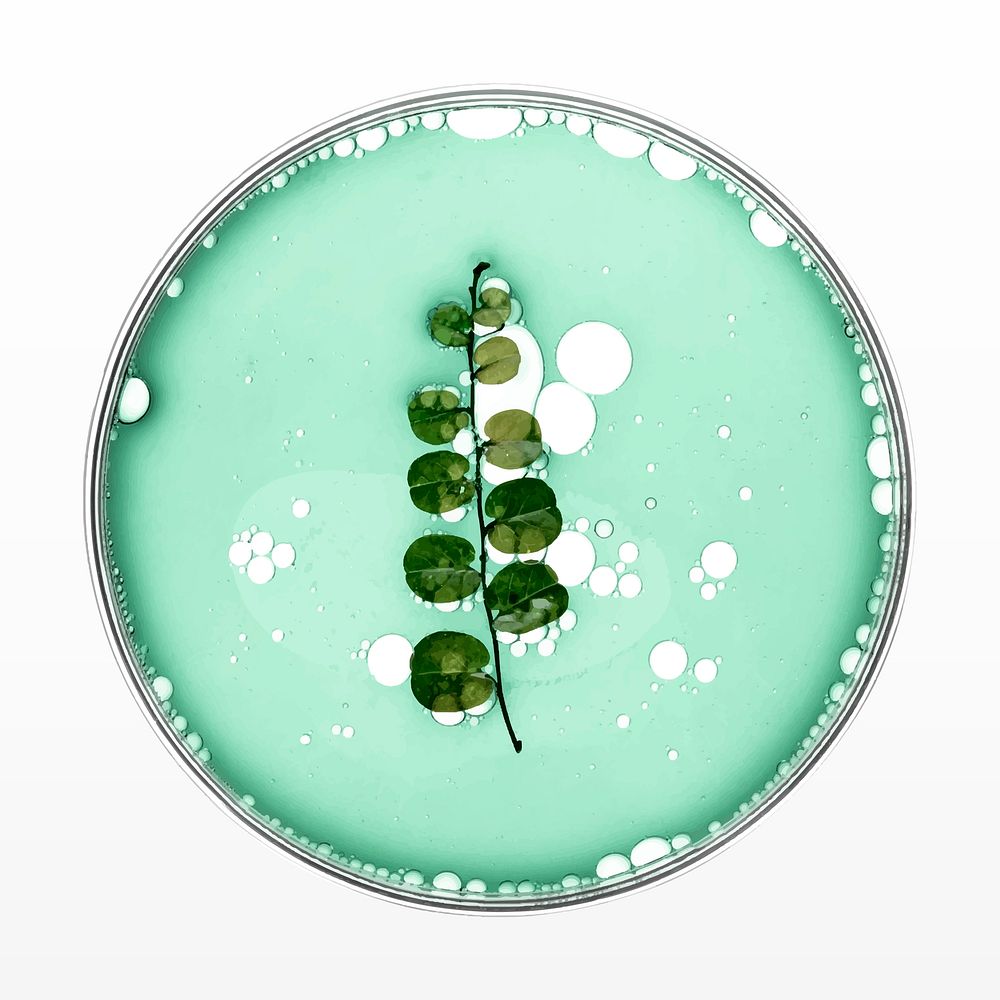 Leaf in petri dish vector natural essential oil product