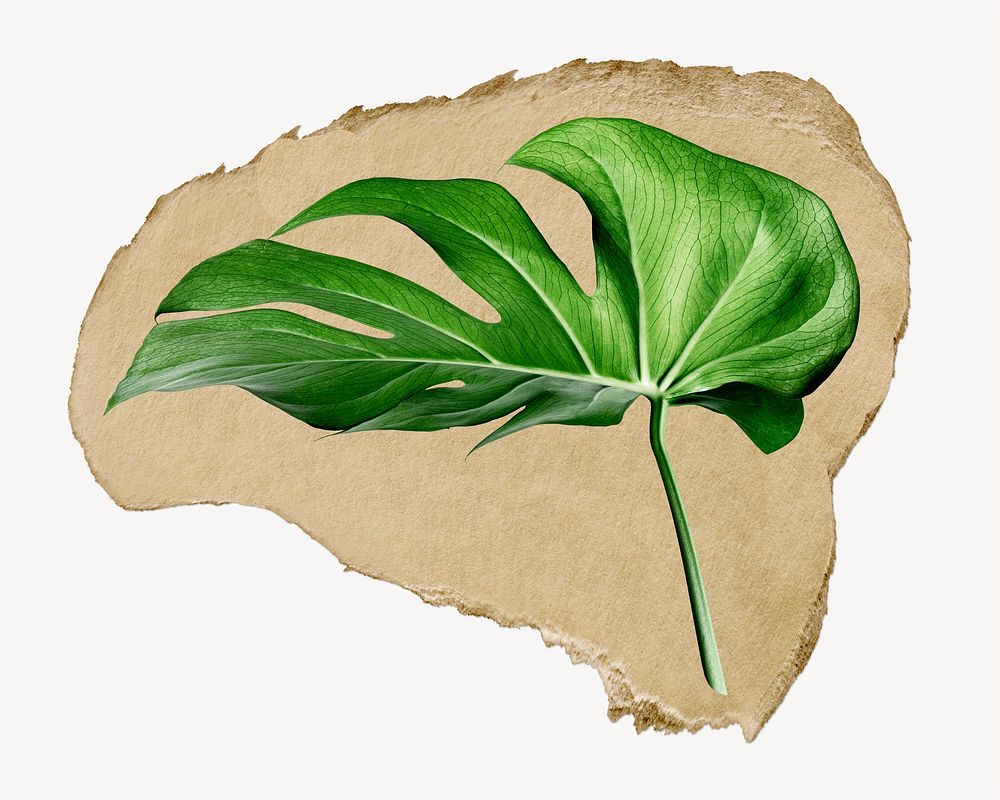 Monstera leaf ripped paper, aesthetic plant graphic