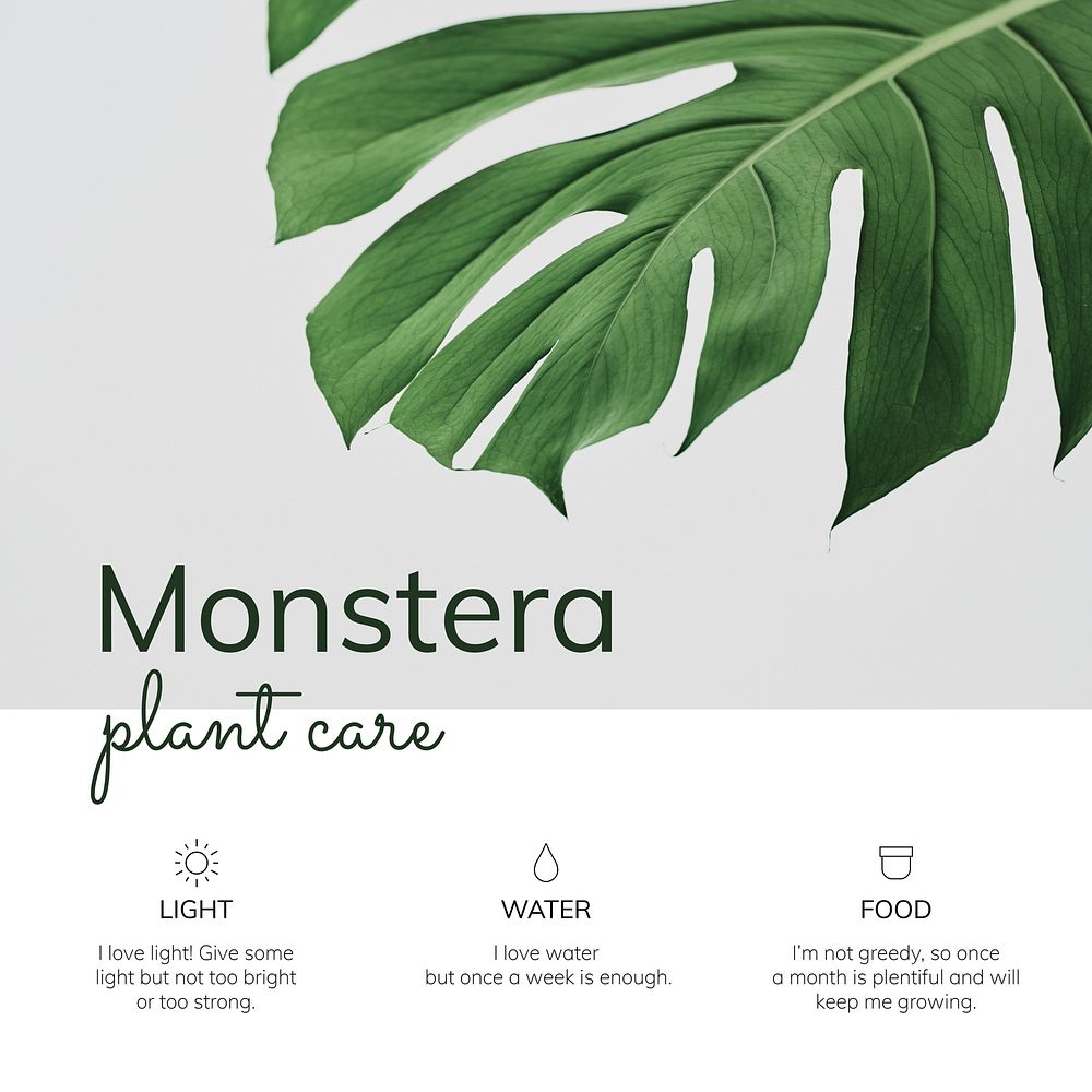 Houseplant template vector Monstera plant care