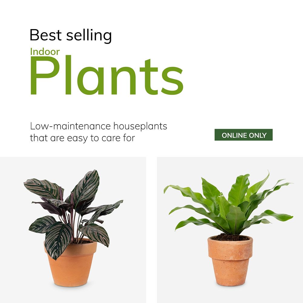 Garden shop template vector best selling indoor plants