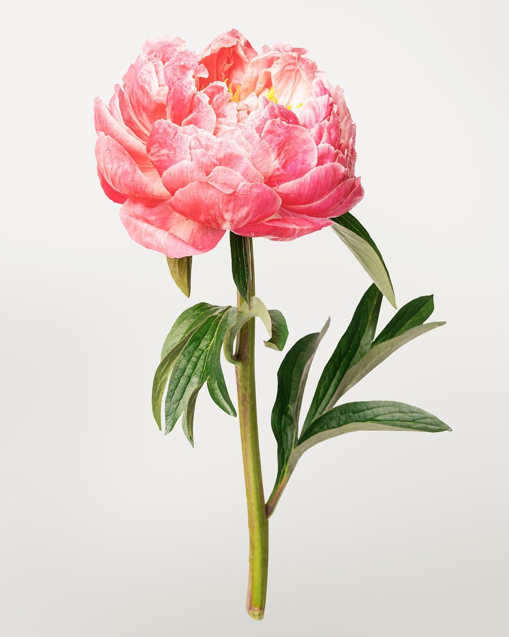Pink peony, collage element psd