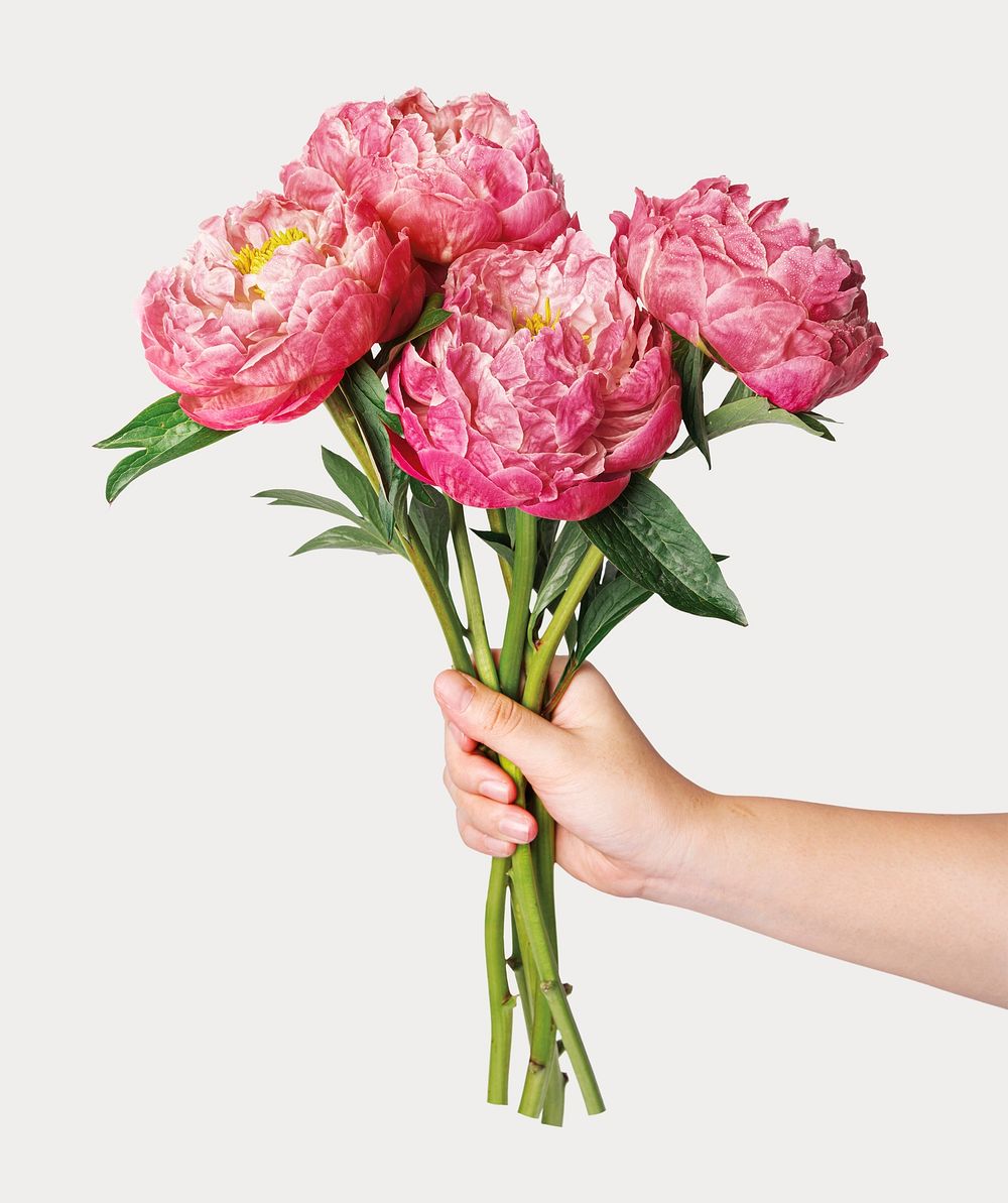 Pink peony bouquet, held by hand, collage element psd