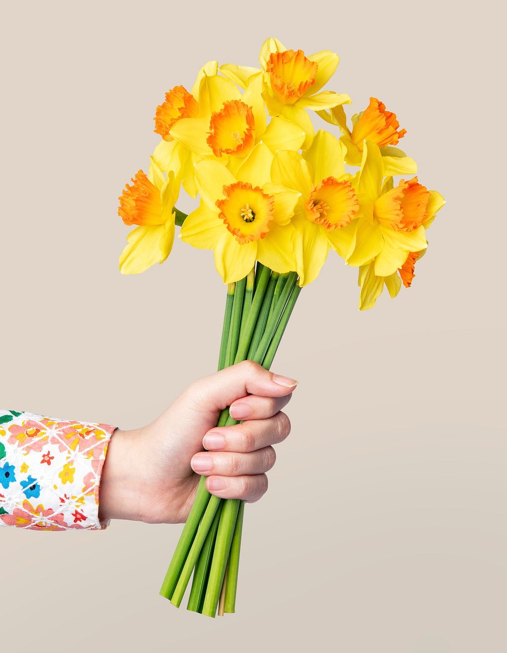 Daffodil held by hand, collage element psd