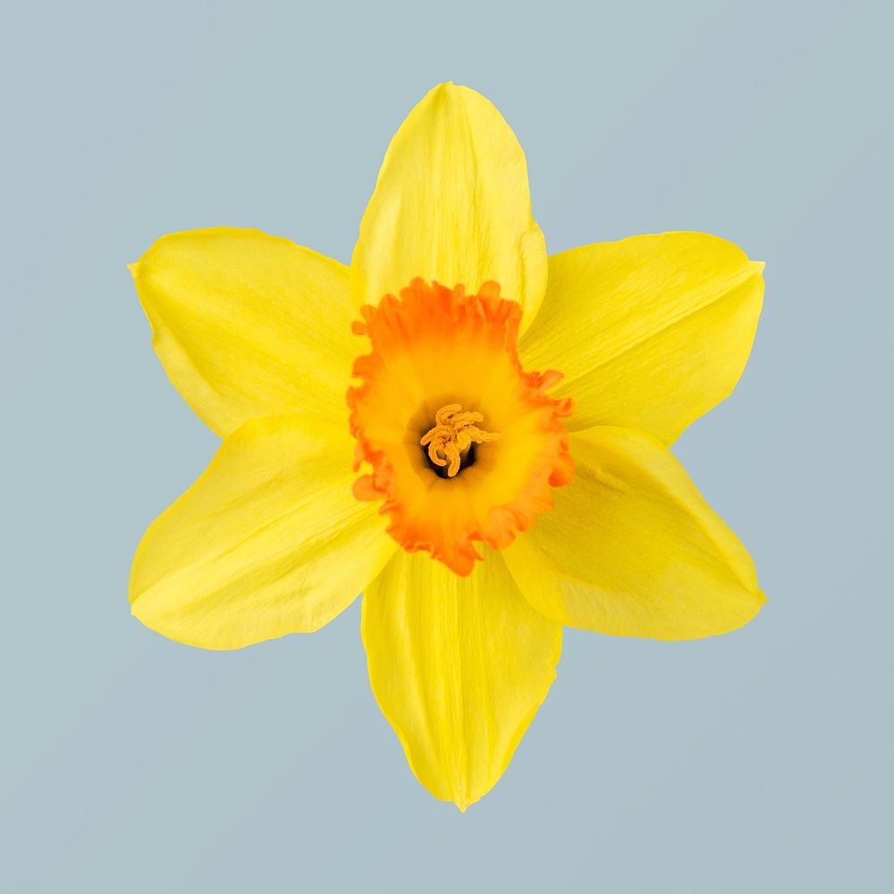 Yellow daffodil, collage element psd