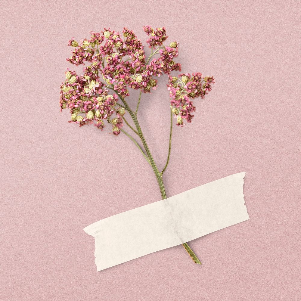 Red yarrow, white paper tape, isolated object psd