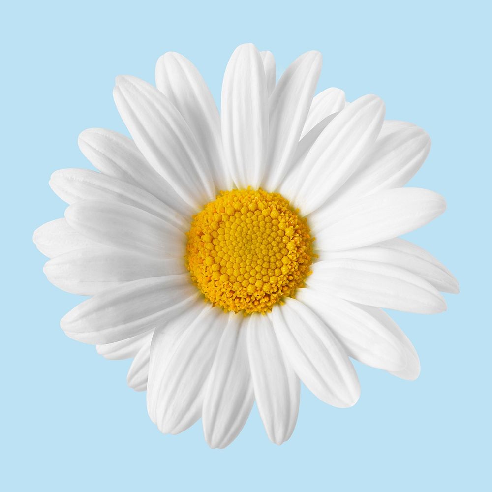 White daisy, collage element psd