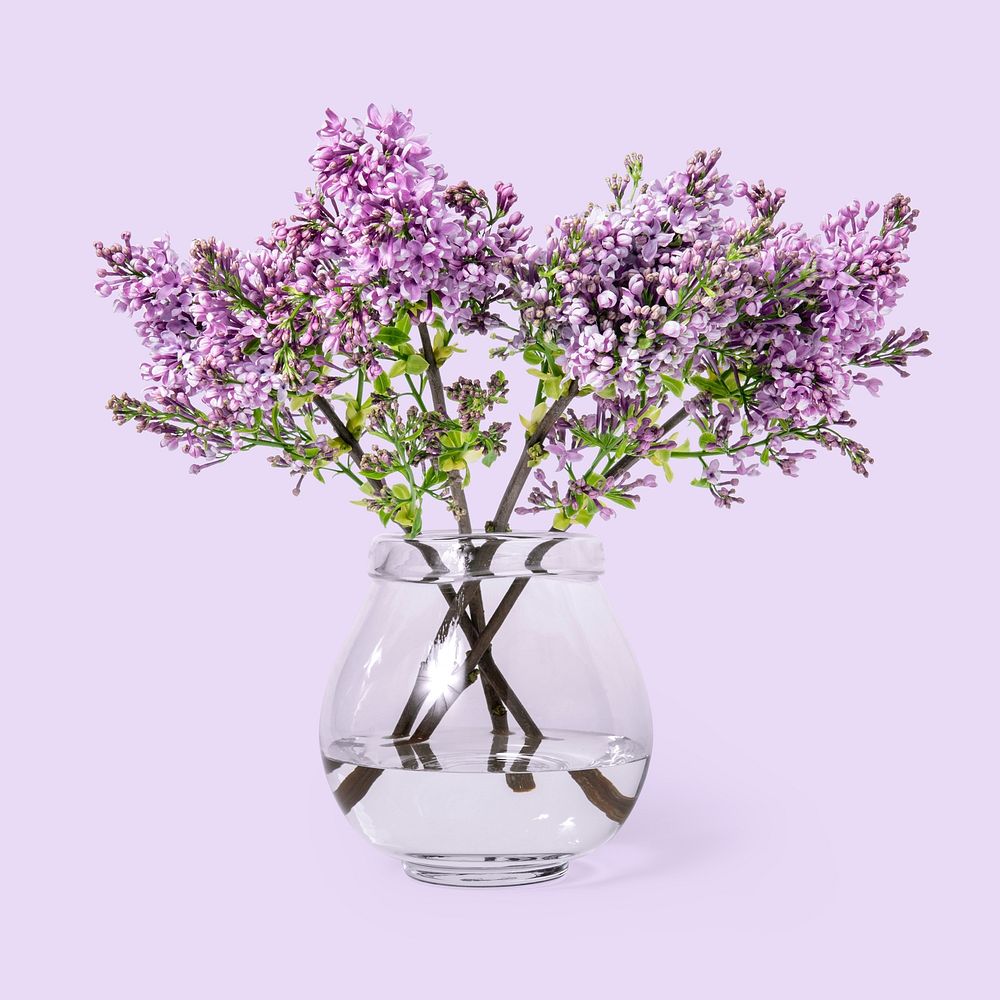 Lilac in glass vase, isolated object design psd