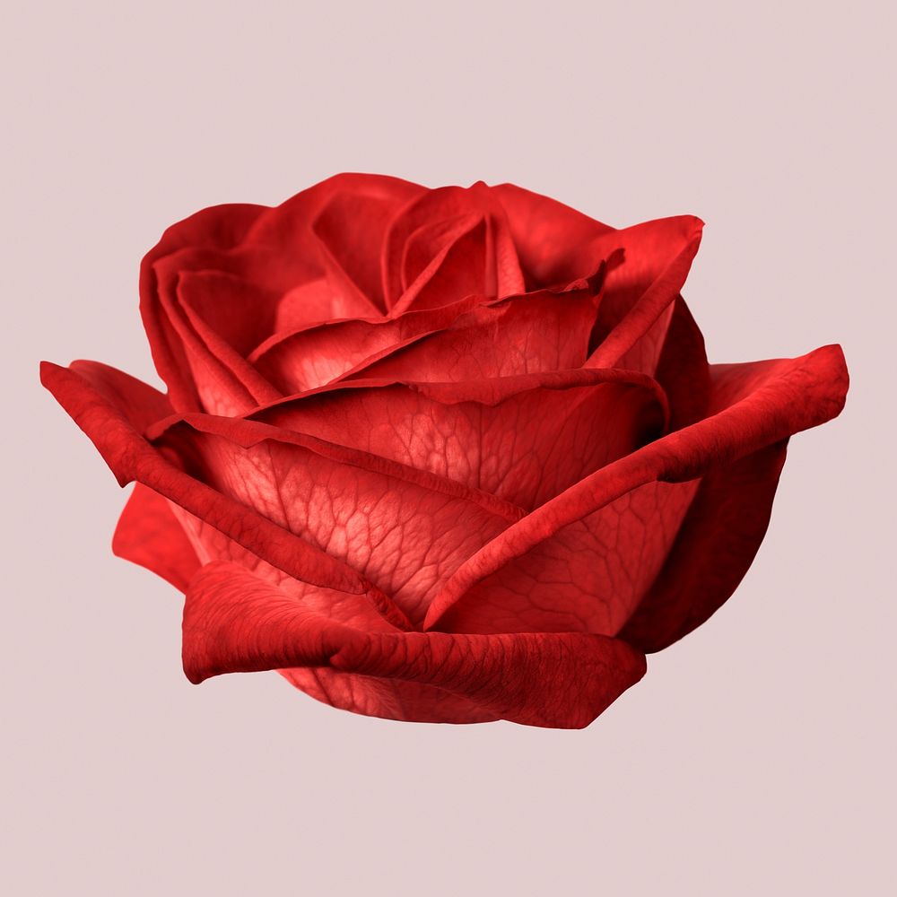 Red rose, collage element psd