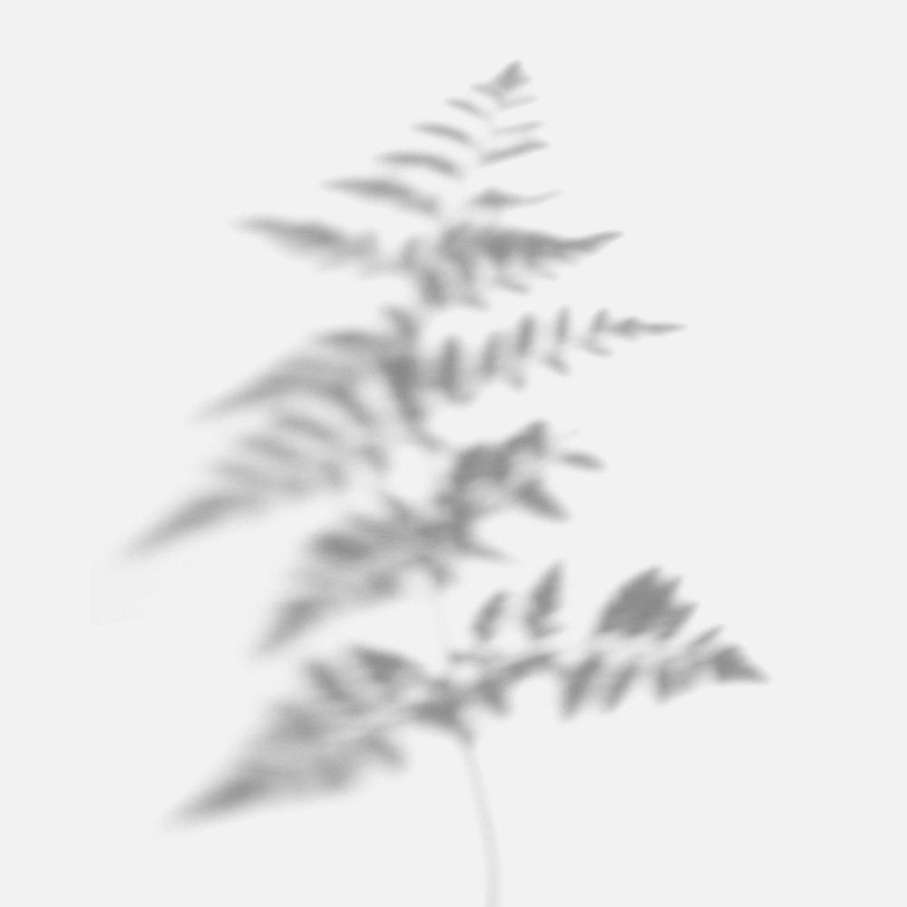 Fern leaves shadow on off white background