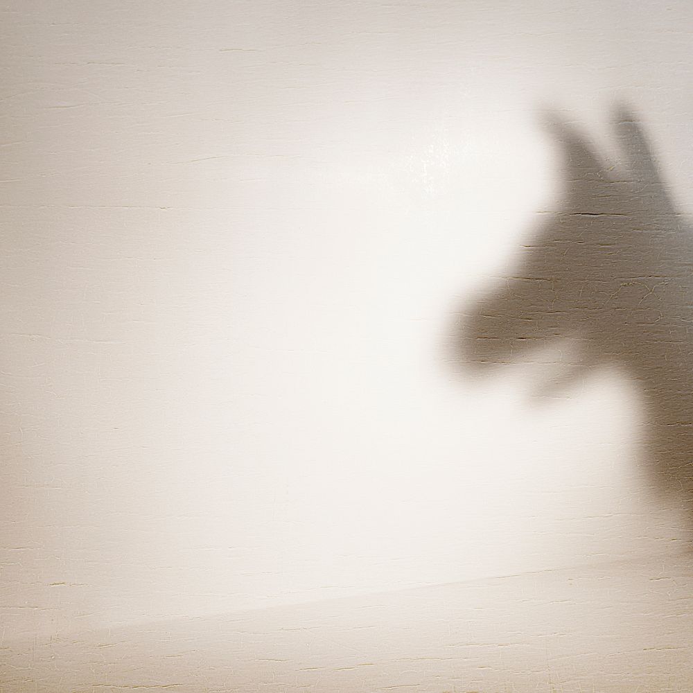 Pet shadow on the brown wall