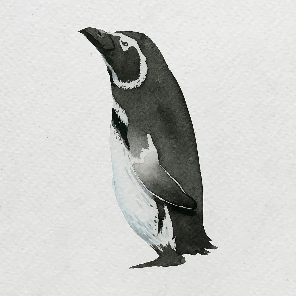 Watercolor painted penguin on white canvas vector