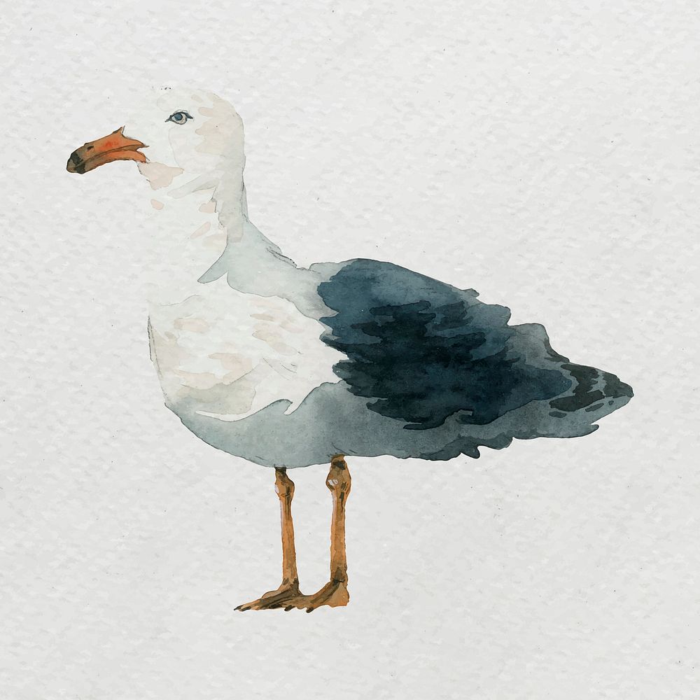 Watercolor painted seagull on white canvas vector