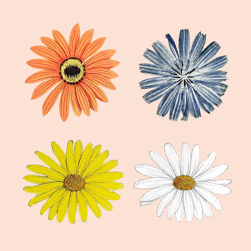 Blooming colorful flower mixed set vector