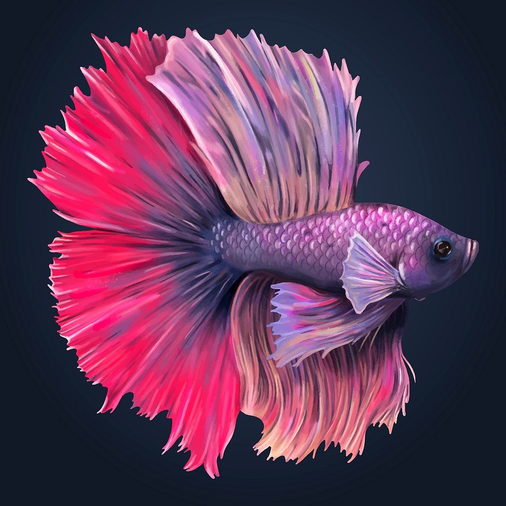 Purple and pink betta fish vector