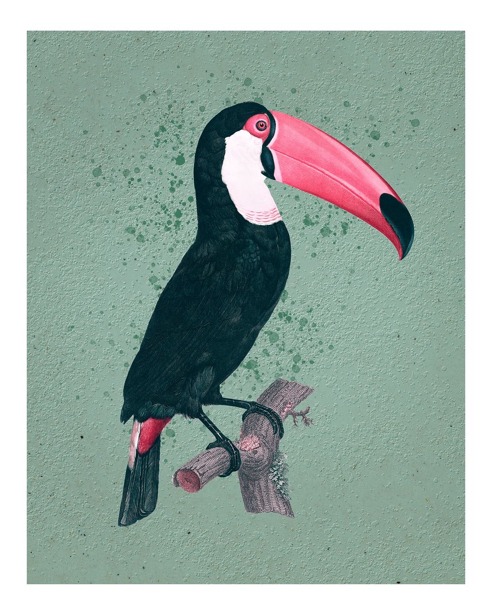 Vintage Toco toucan illustration wall art print and poster design remix from original artwork.