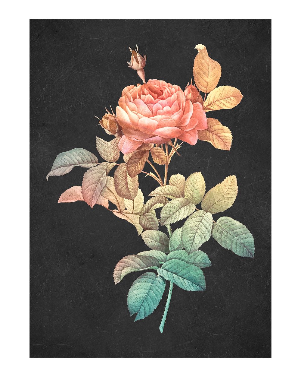Rose vintage wall art print poster design remix from original artwork by Pierre-Joseph Redout&eacute;.