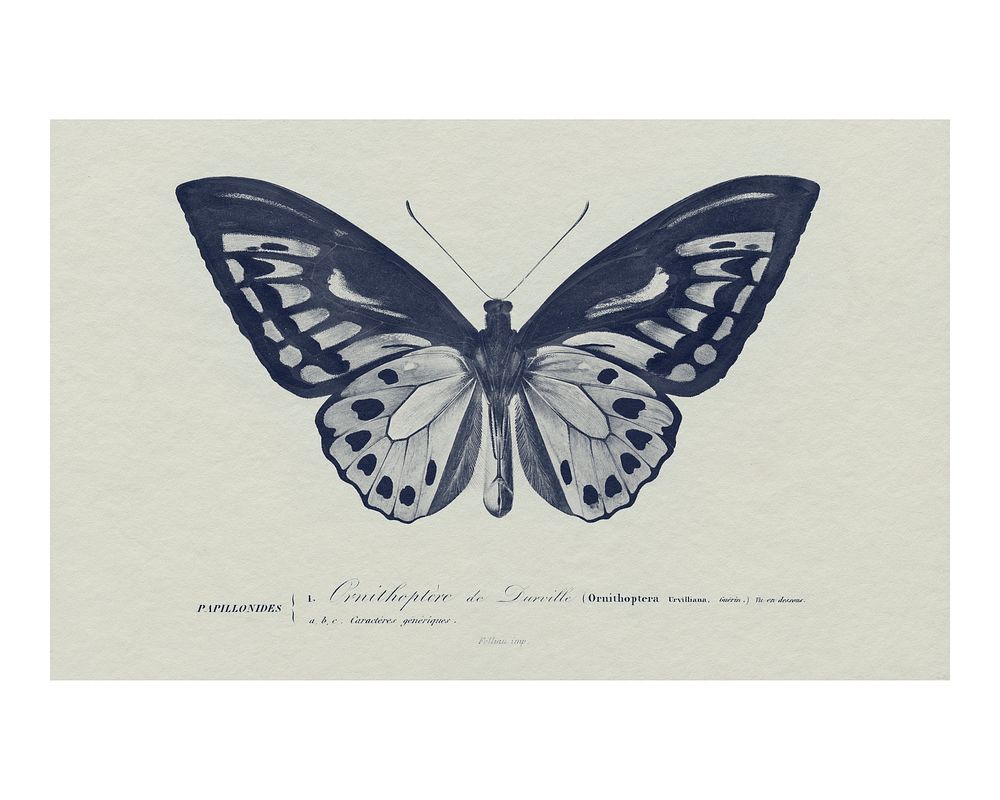Vintage Birdwing butterfly illustration wall art print and poster design remix from original artwork.