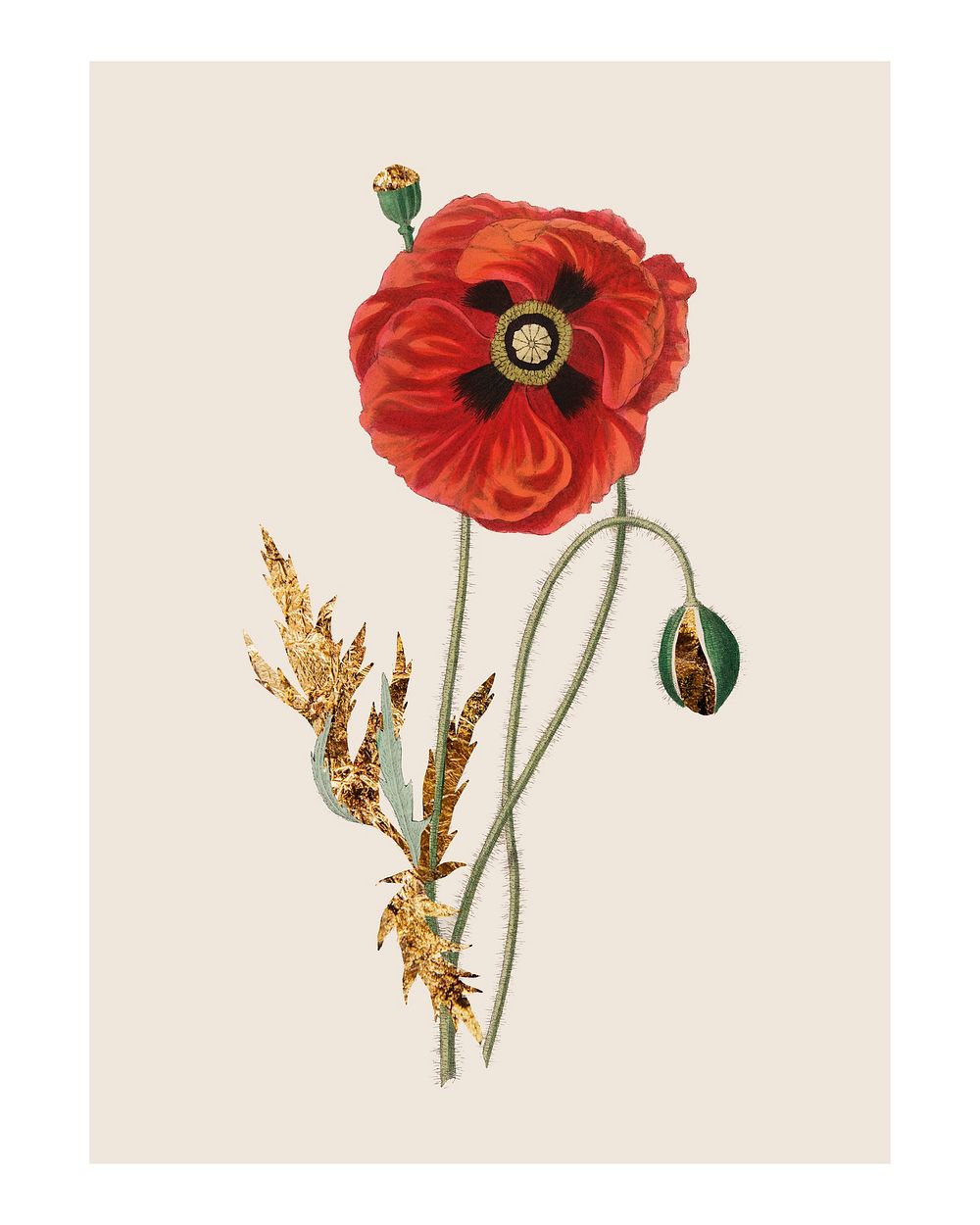 Common poppy vintage illustration wall art print and poster.
