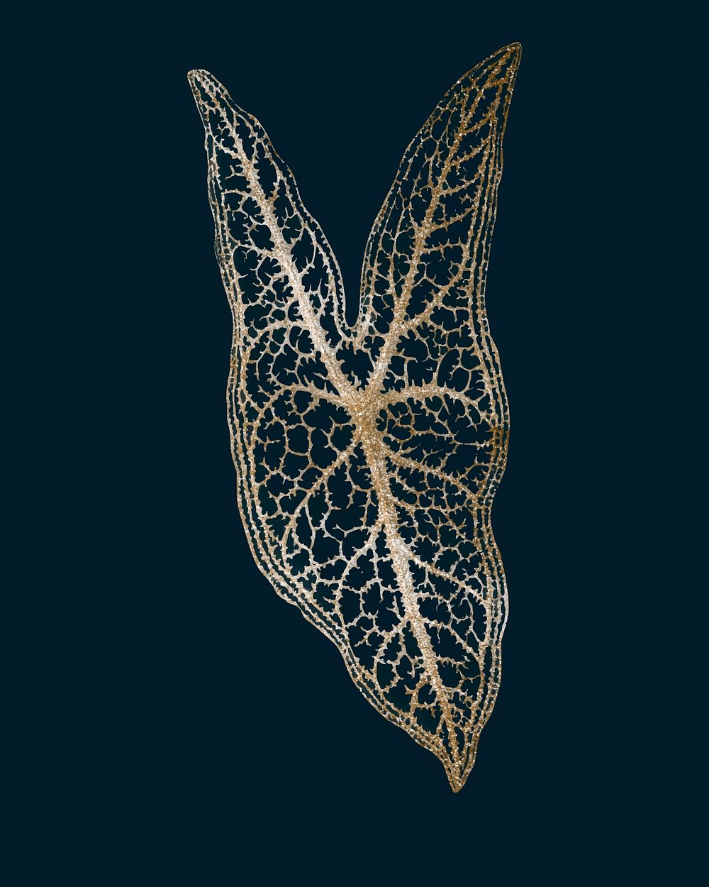 Caladium Belleymel, engraved Heart of Jesus leaf vintage vector, remix from original artwork of Benjamin Fawcett.