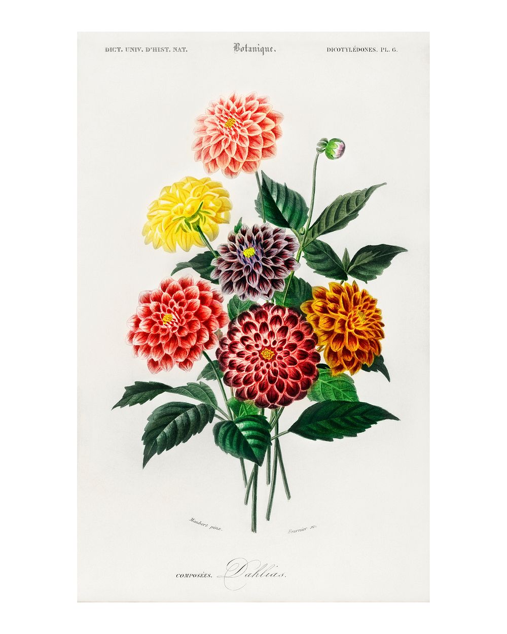 Dahlia bouquet vintage illustration wall art print and poster design remix from the original artwork.