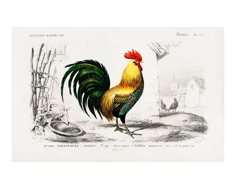 Cock vintage illustrated by Charles Dessalines D' Orbigny. Digitally enhanced by rawpixel.