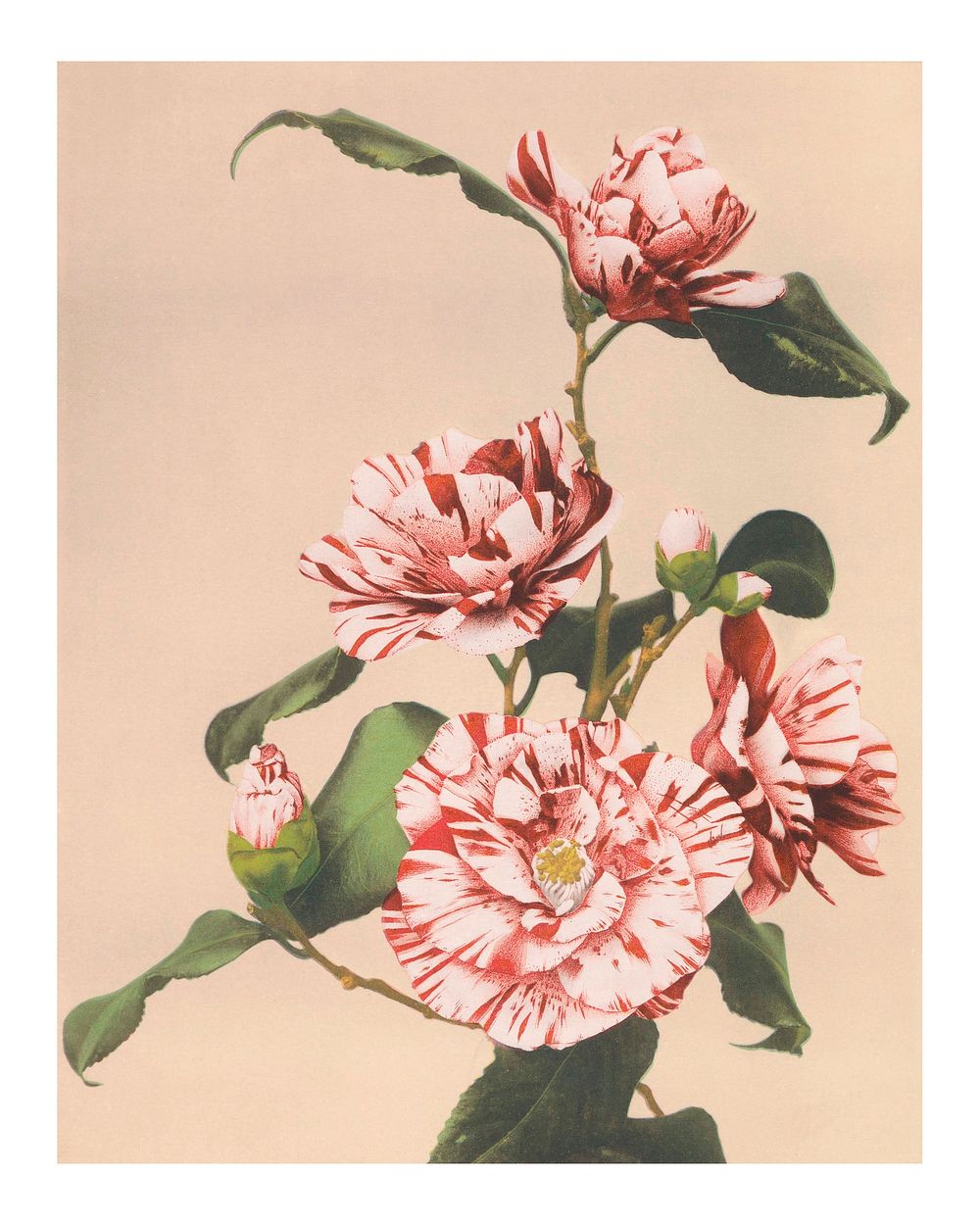 Vintage striped camellias wall art print and poster design remix from the original artwork.