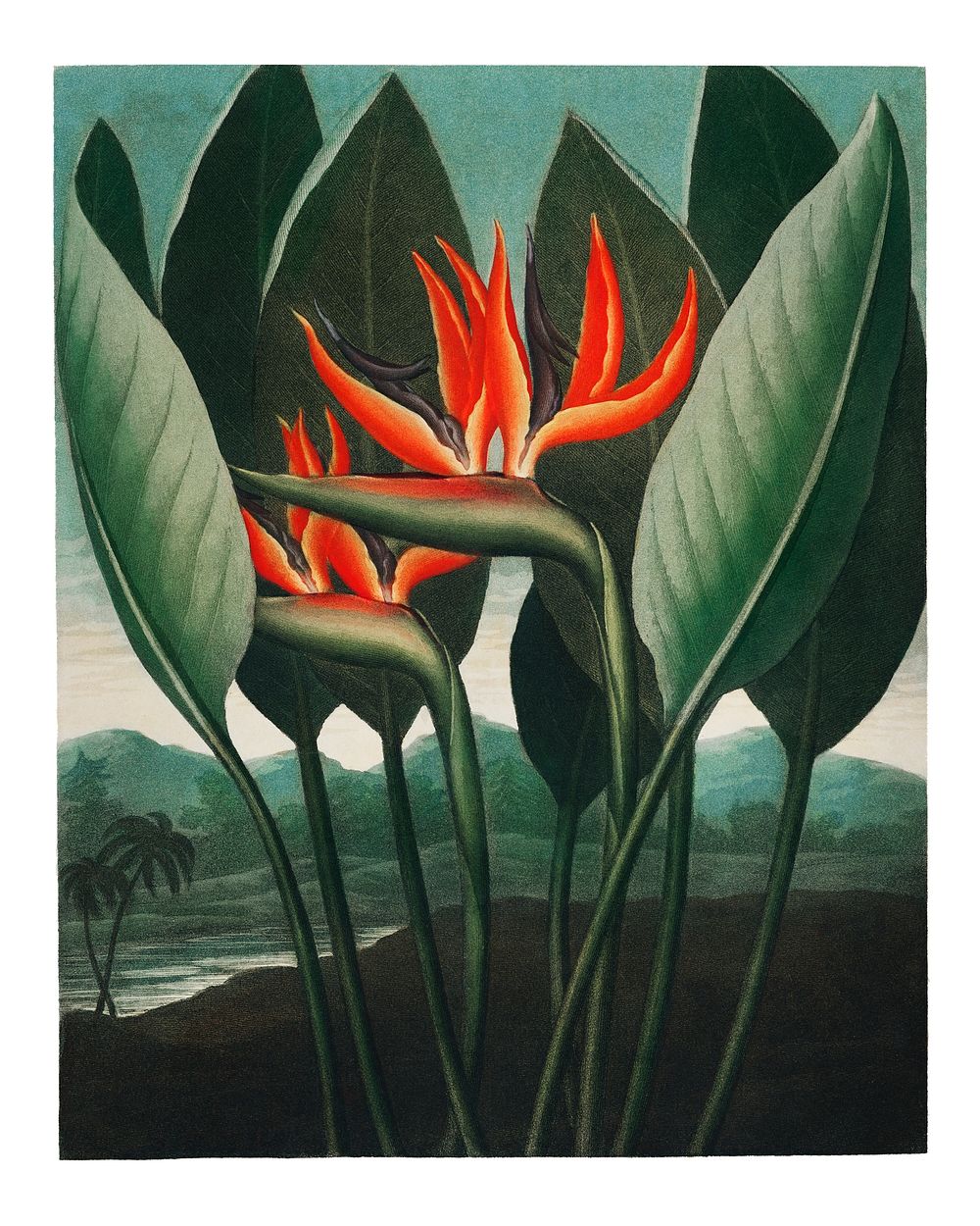 Bird of paradise flowers vintage illustration wall art print and poster design remix from the original artwork.