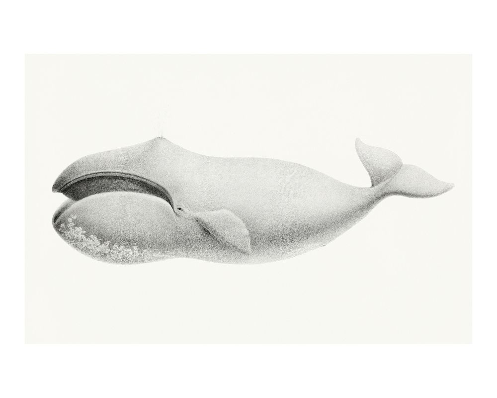 Bowhead whale illustration wall art print and poster design remix from the original artwork.